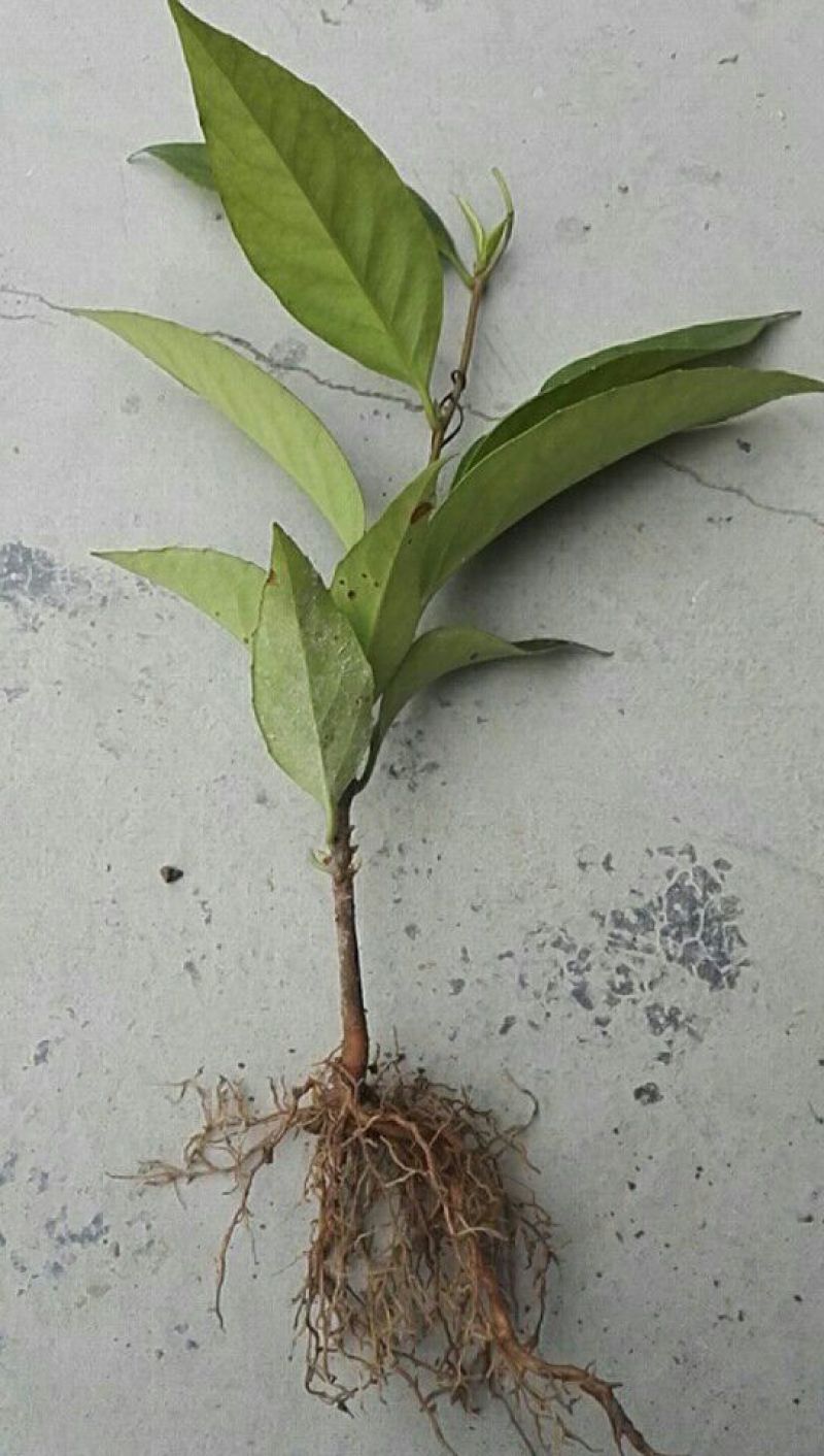 布福娜树苗30~50cm