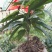 布福娜树苗30~50cm