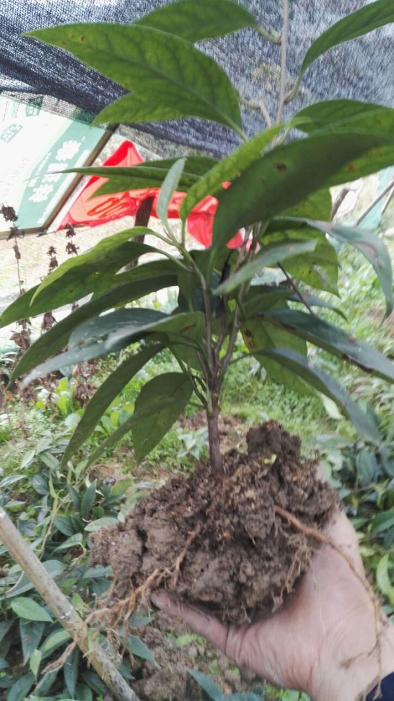 布福娜树苗30~50cm