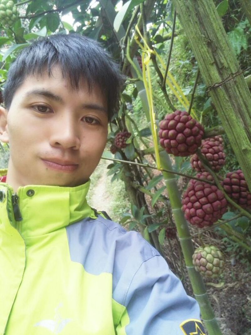 布福娜树苗30~50cm