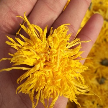 金丝皇菊茶一级