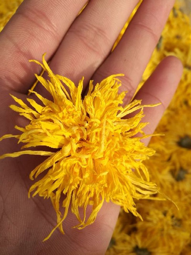 金丝皇菊茶一级