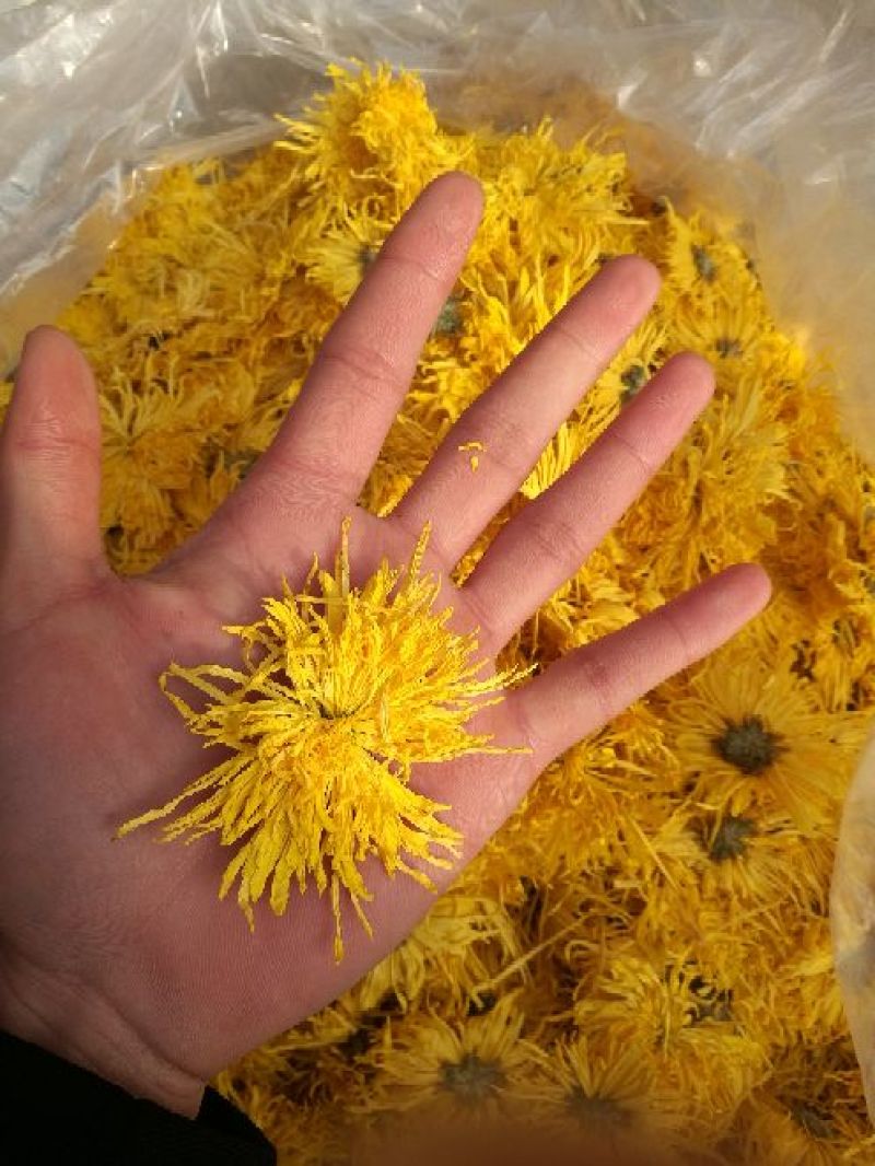 金丝皇菊茶一级