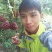 布福娜树苗30~50cm