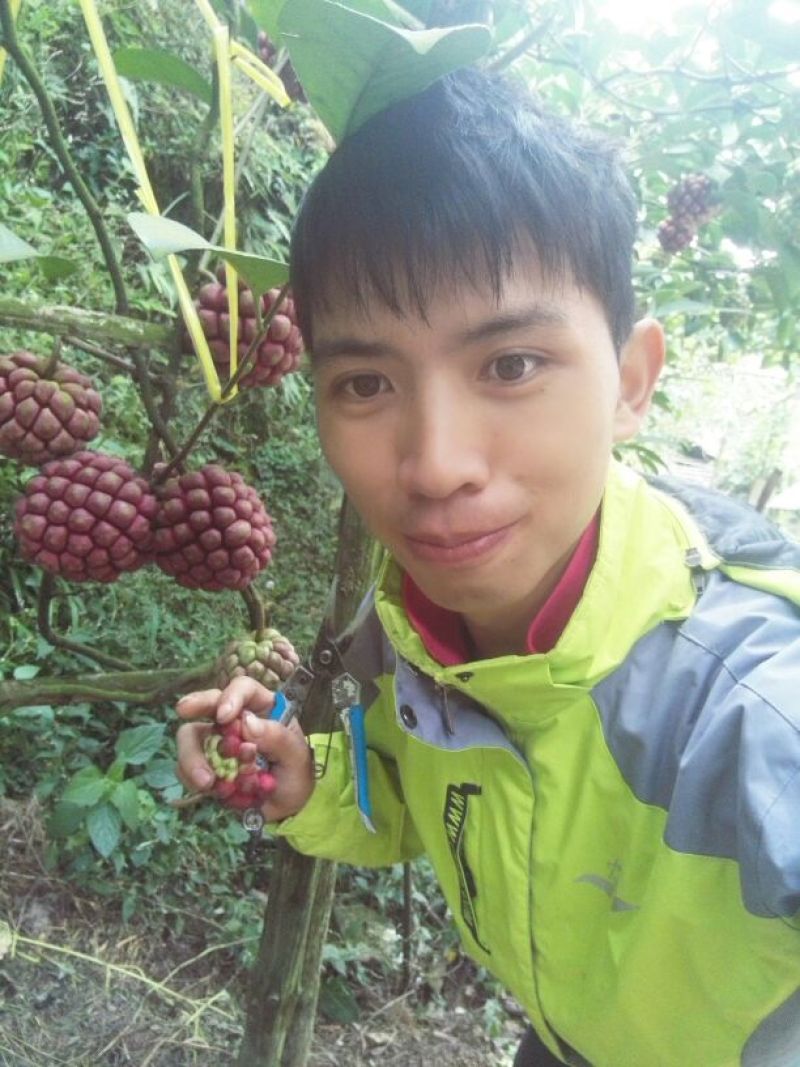 布福娜树苗30~50cm