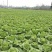 大白菜4~6斤净菜