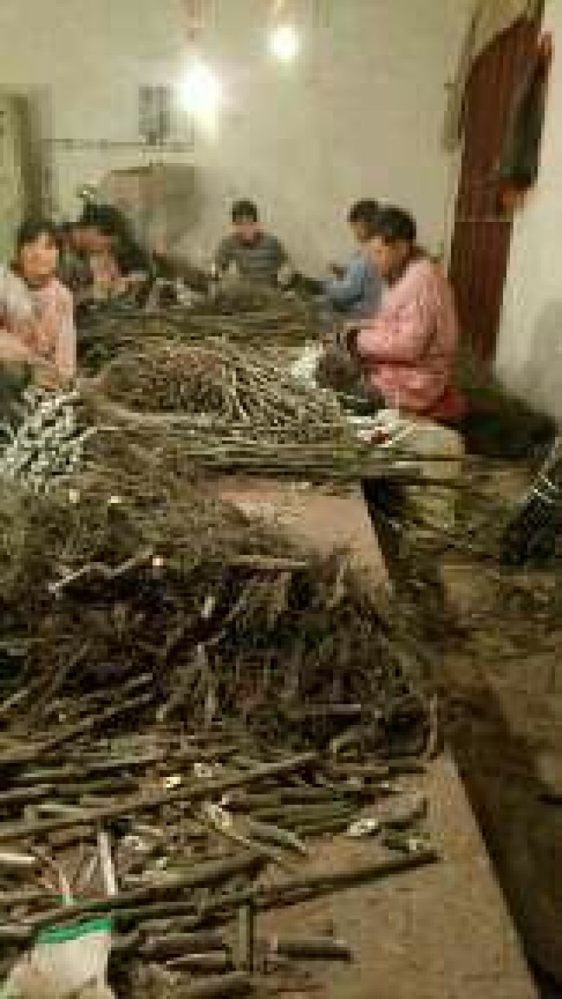 盐源早核桃苗50~100cm1~2年