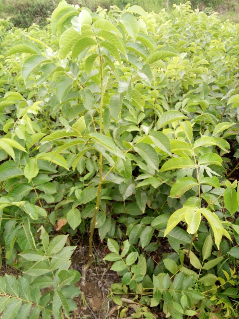 盐源早核桃苗50~100cm1~2年