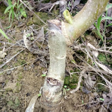 盐源早核桃苗50~100cm1~2年