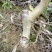 盐源早核桃苗50~100cm1~2年