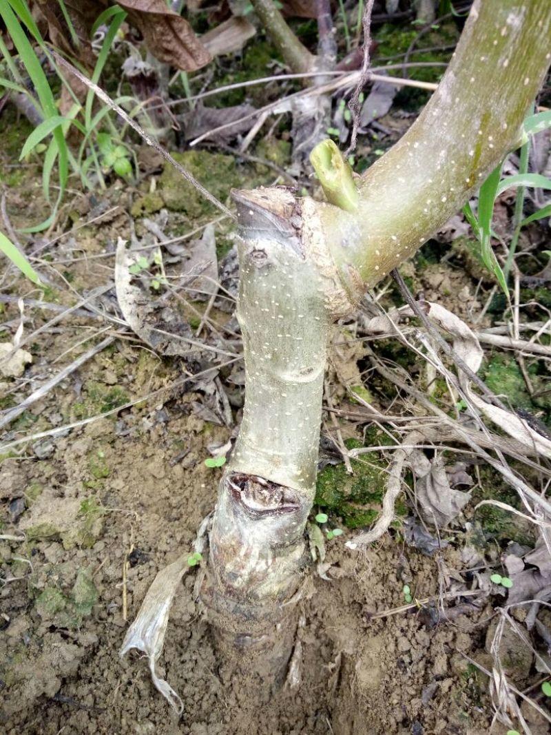 盐源早核桃苗50~100cm1~2年