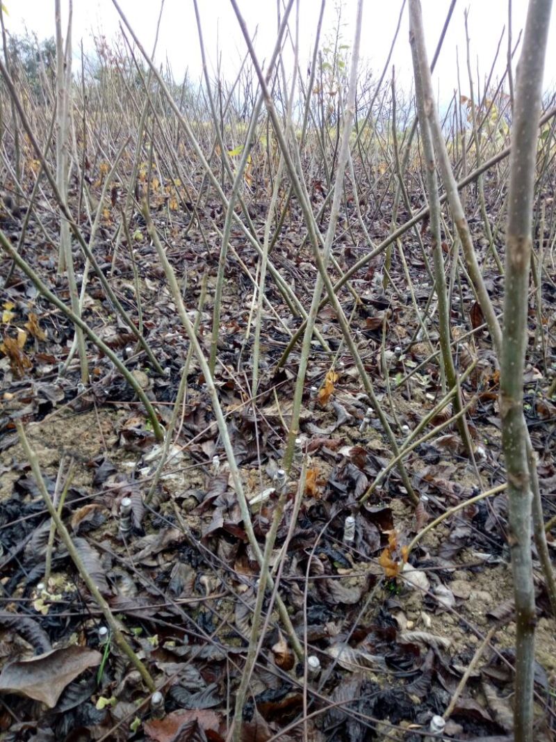 盐源早核桃苗50~100cm1~2年