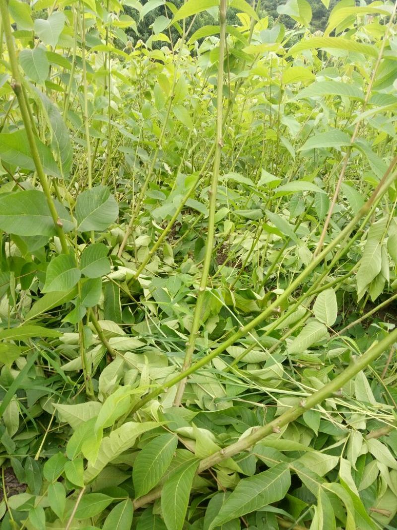 盐源早核桃苗50~100cm1~2年
