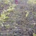 盐源早核桃苗50~100cm1~2年
