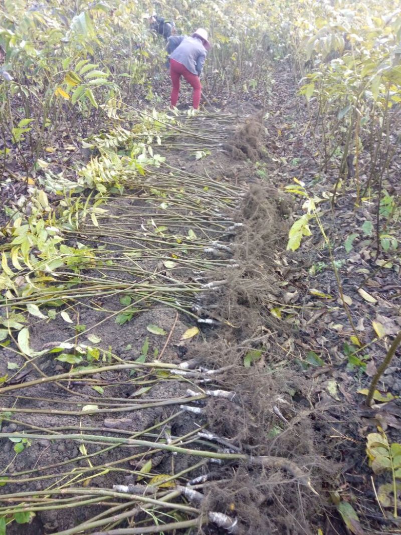 盐源早核桃苗50~100cm1~2年