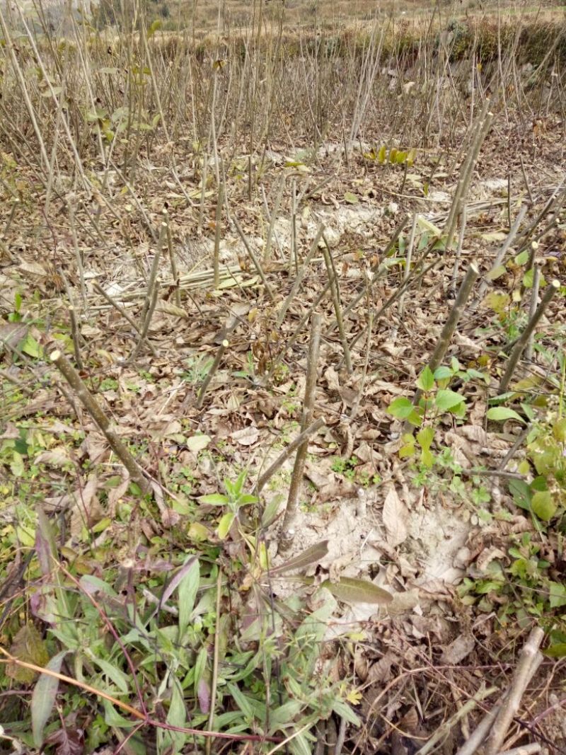 盐源早核桃苗50~100cm1~2年