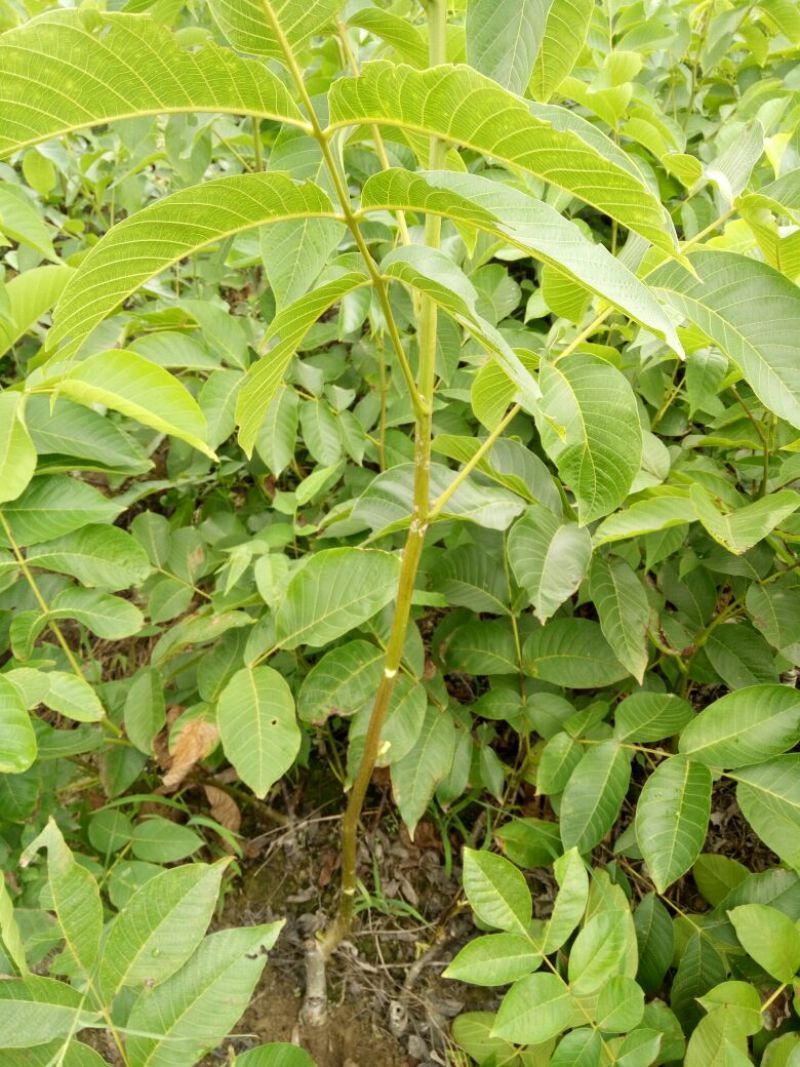 盐源早核桃苗50~100cm1~2年