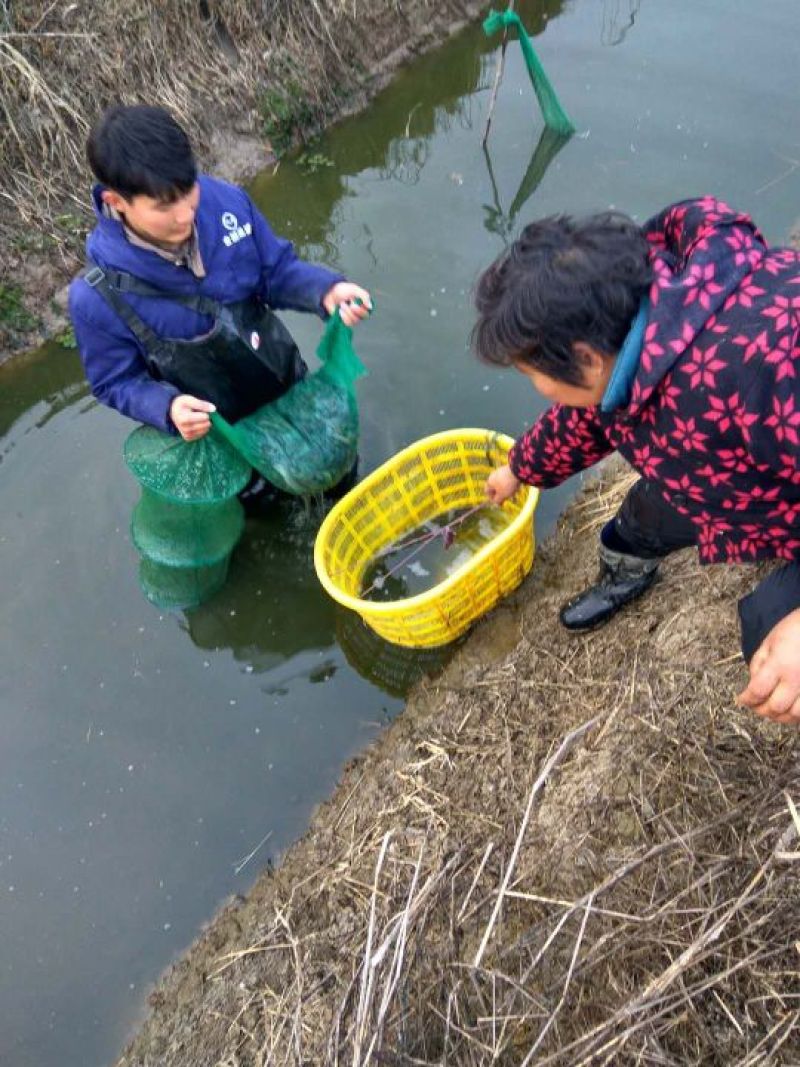 台湾泥鳅15~20cm人工养殖食用