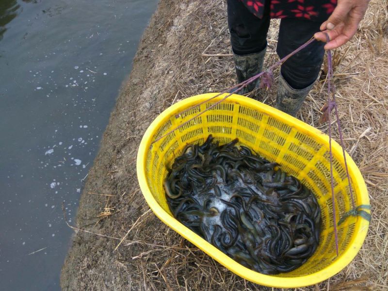 台湾泥鳅15~20cm人工养殖食用