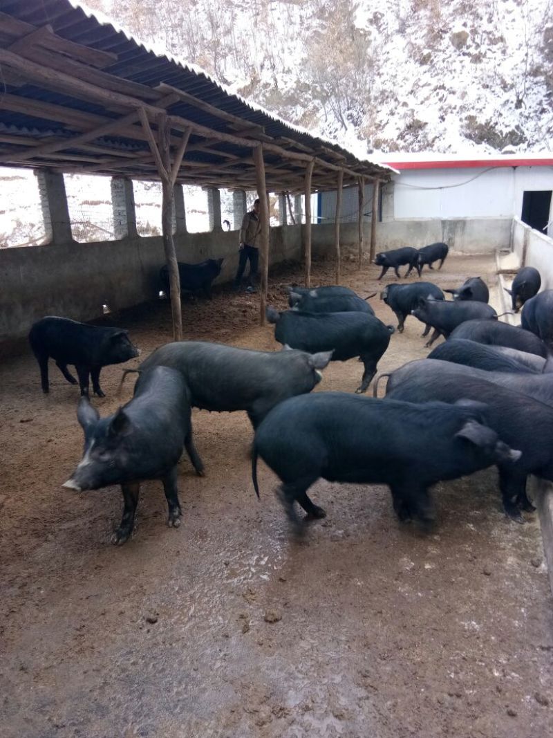 精品猪肉黑猪肉一手货源量大从优散养活猪肉质鲜美欢迎咨询