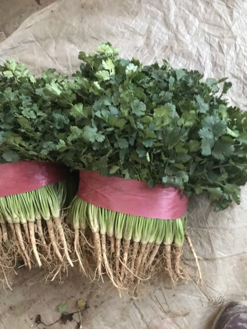 铁杆青香菜冷库货大量出售，供应全国市场，电商……