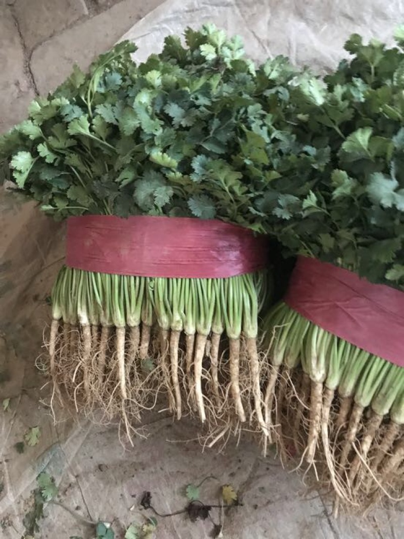 铁杆青香菜冷库货大量出售，供应全国市场，电商……