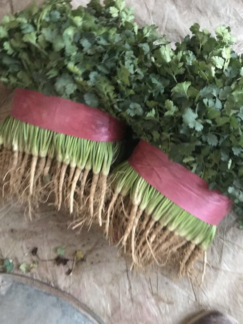 铁杆青香菜冷库货大量出售，供应全国市场，电商……