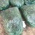 铁杆青香菜冷库货大量出售，供应全国市场，电商……
