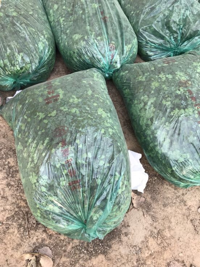 铁杆青香菜冷库货大量出售，供应全国市场，电商……