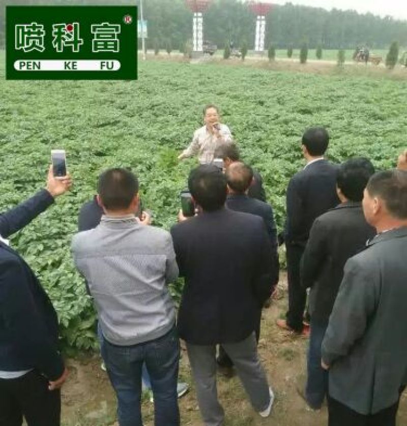 喷科富马铃薯洋芋土豆专用叶面肥促生长膨大素氨基酸叶面肥料