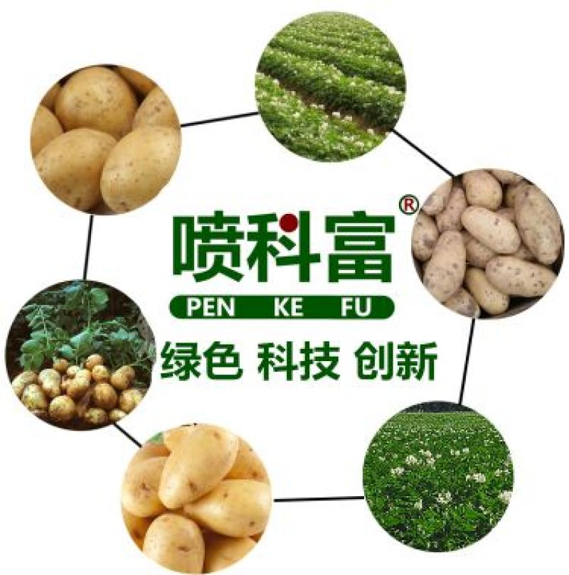 喷科富马铃薯洋芋土豆专用叶面肥促生长膨大素氨基酸叶面肥料