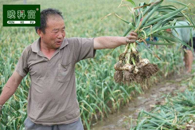 喷科富大蒜大葱生姜洋葱叶面肥生根壮苗促生长膨大素肥料