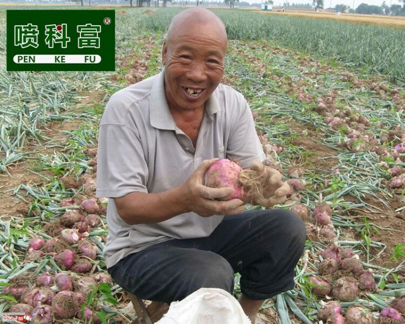 喷科富大蒜大葱生姜洋葱叶面肥生根壮苗促生长膨大素肥料