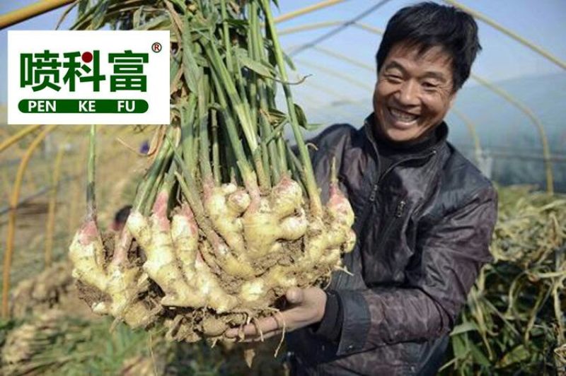 喷科富大蒜大葱生姜洋葱叶面肥生根壮苗促生长膨大素肥料