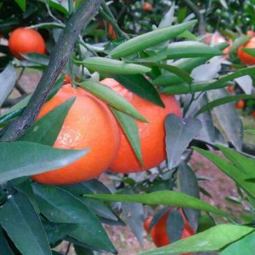 二月红脐橙，果园看货订货，看园釆园，一手货源，质量保证
