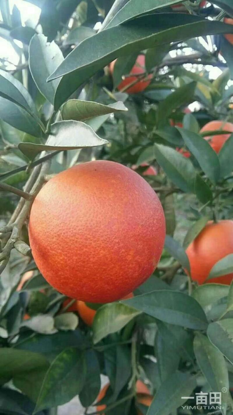 二月红脐橙，果园看货订货，看园釆园，一手货源，质量保证