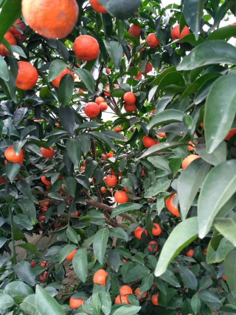 荔浦沙糖桔4~5cm二级