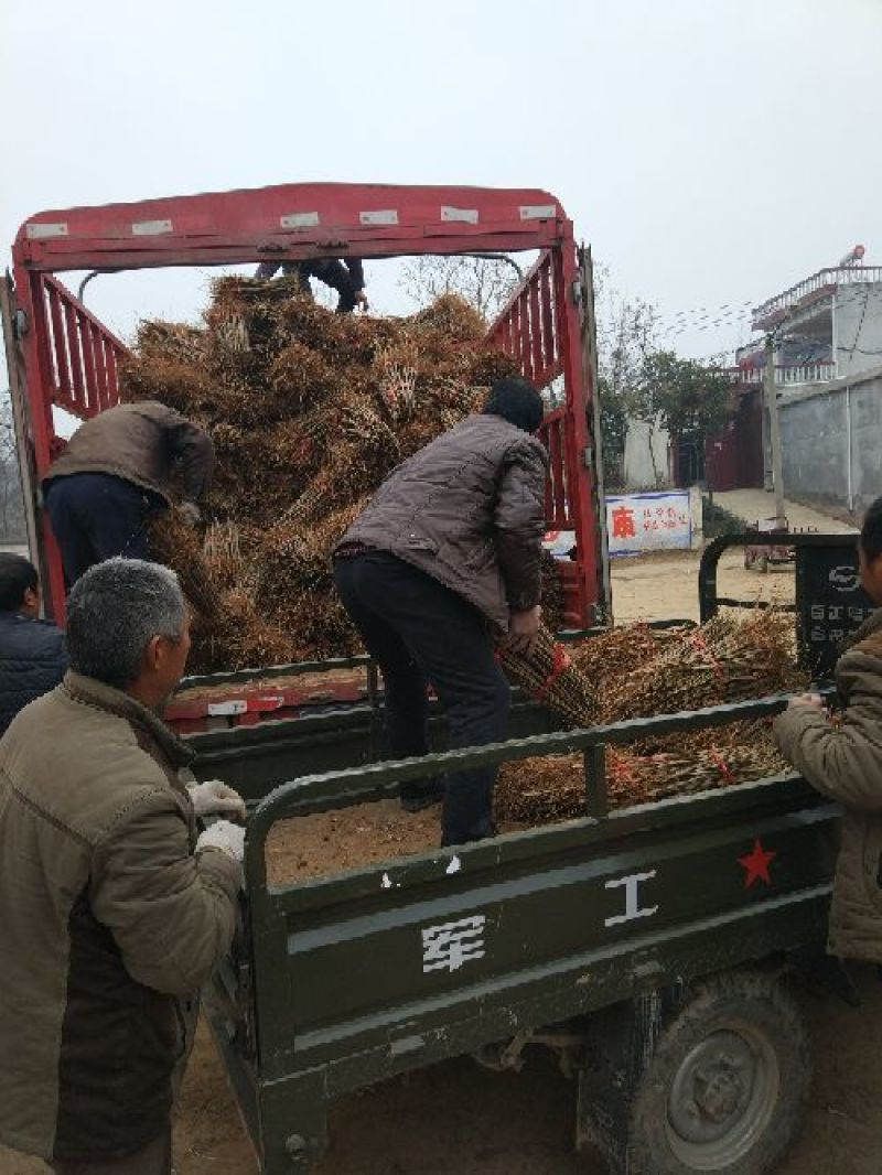 毛桃苗粗度0.5公以上，基地直供，品质保证，根系发达