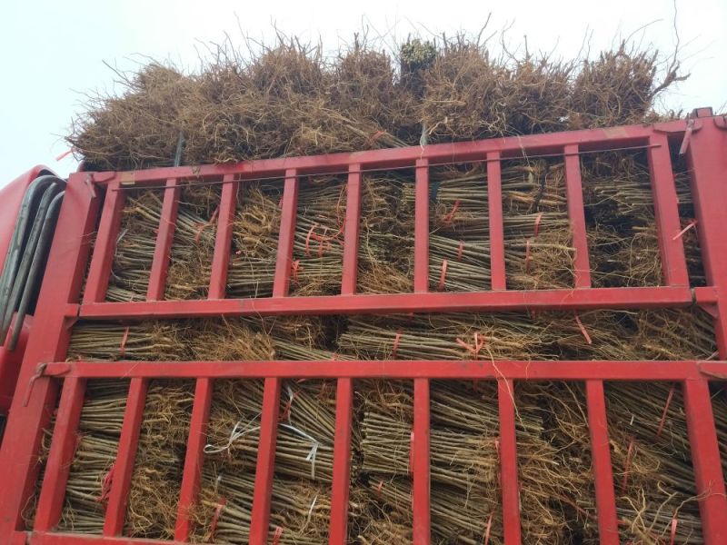 毛桃苗粗度0.5公以上，基地直供，品质保证，根系发达