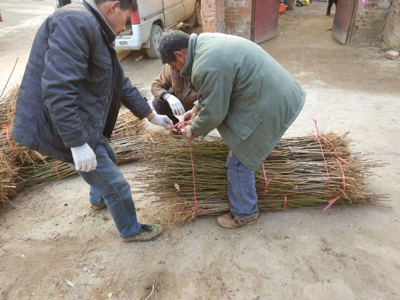 【桃树苗】嫁接桃苗河南南阳苗木基地直供品质保证存活率高