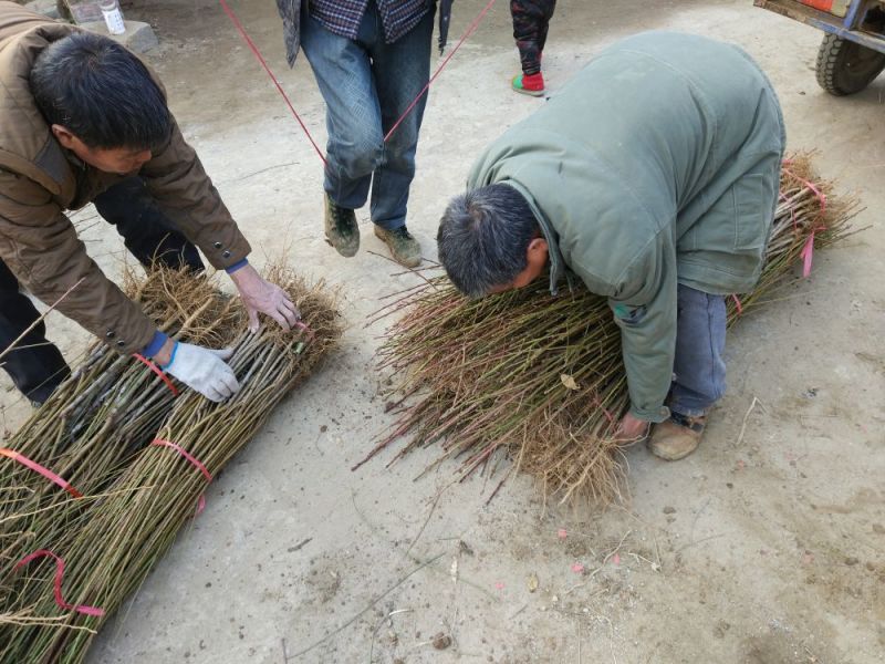 【桃树苗】嫁接桃苗河南南阳苗木基地直供品质保证存活率高