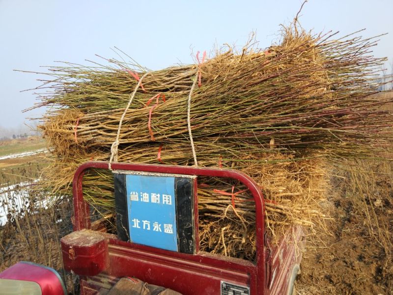 【桃树苗】嫁接桃苗河南南阳苗木基地直供品质保证存活率高