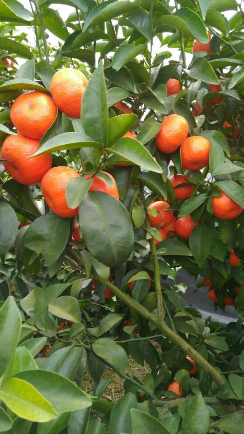 荔浦沙糖桔一级4~5cm