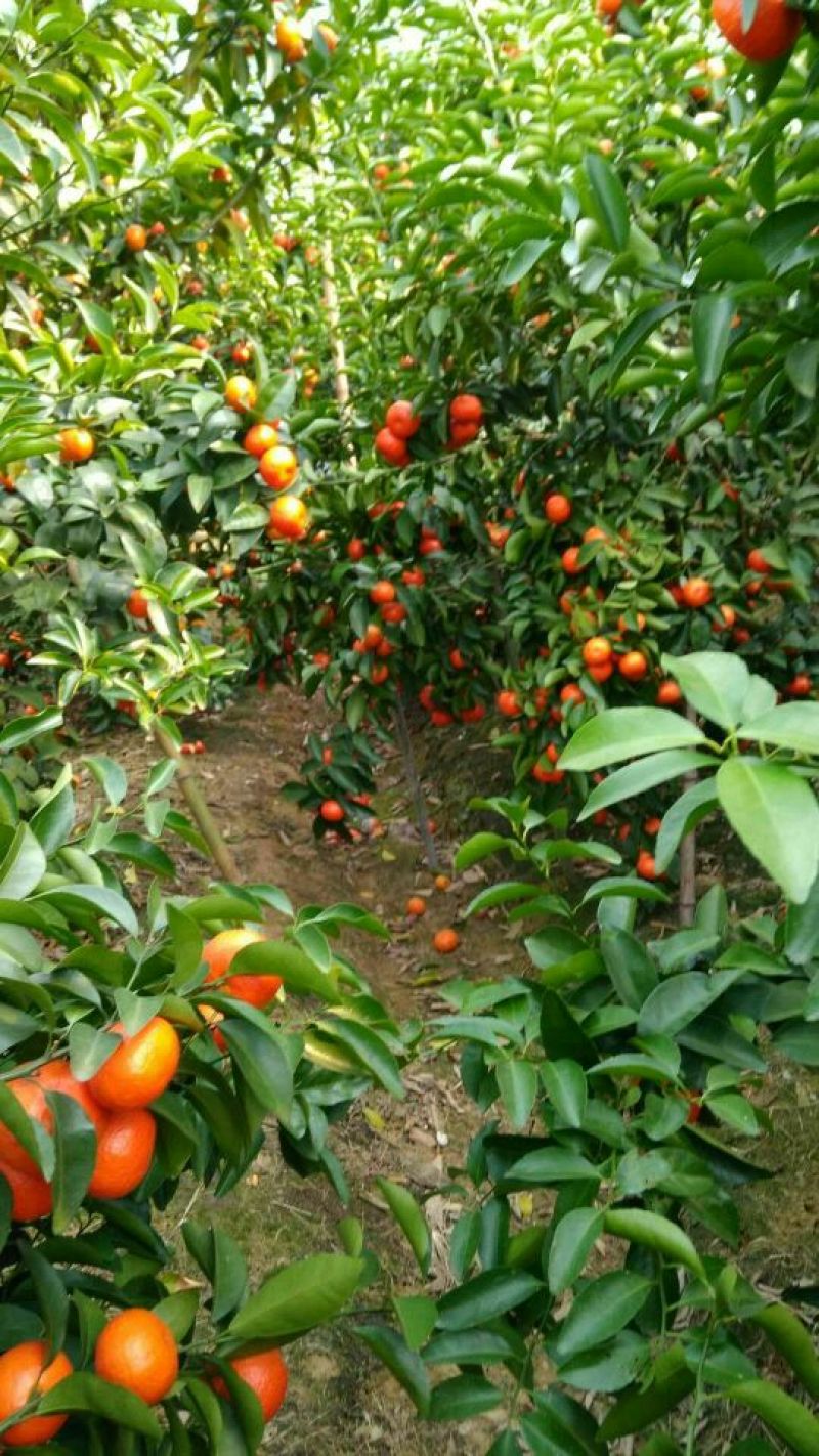荔浦沙糖桔一级4~5cm