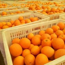 秭归锦橙💁产地直销🔥，果园订货，诚信代