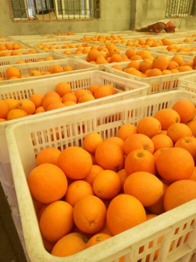 秭归锦橙💁产地直销🔥，果园看货订货，诚信代