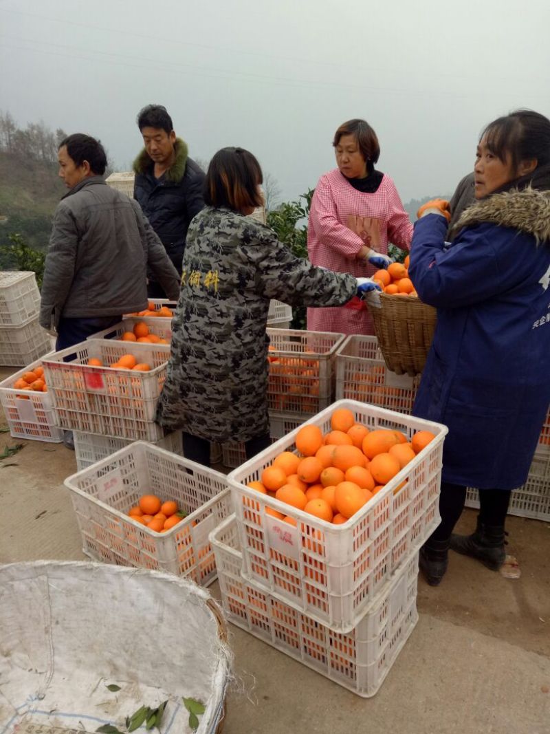 脐橙产地直供，诚信代办信益第一果园看货，看园订货