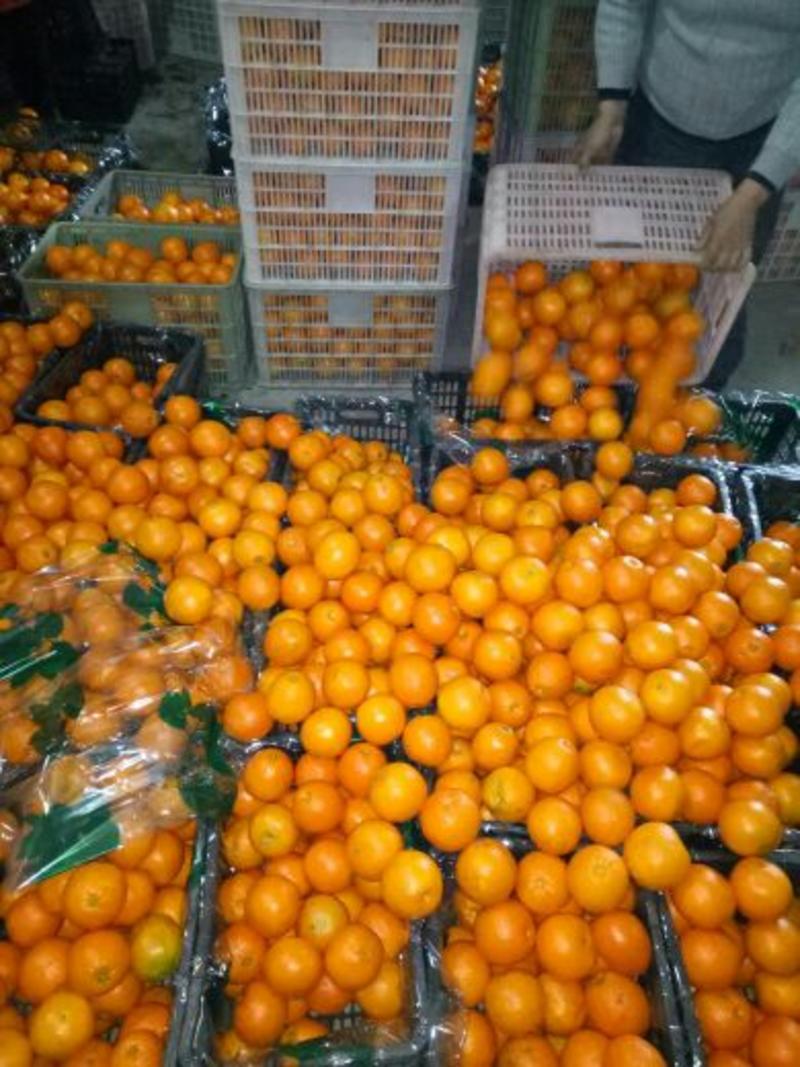 脐橙产地直供，诚信代办信益第一果园看货，看园订货