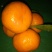蜜橘，普早蜜桔，产地直销，诚信代办，保质保量，坏果包赔