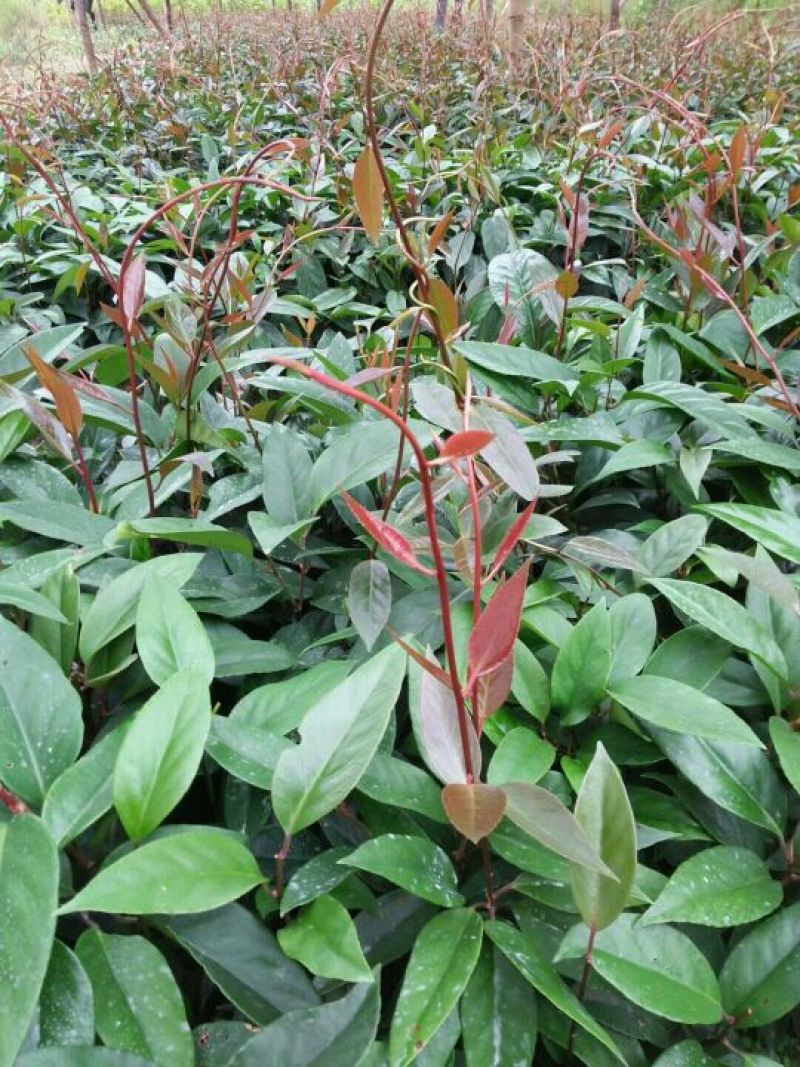 布福娜树苗20~30cm